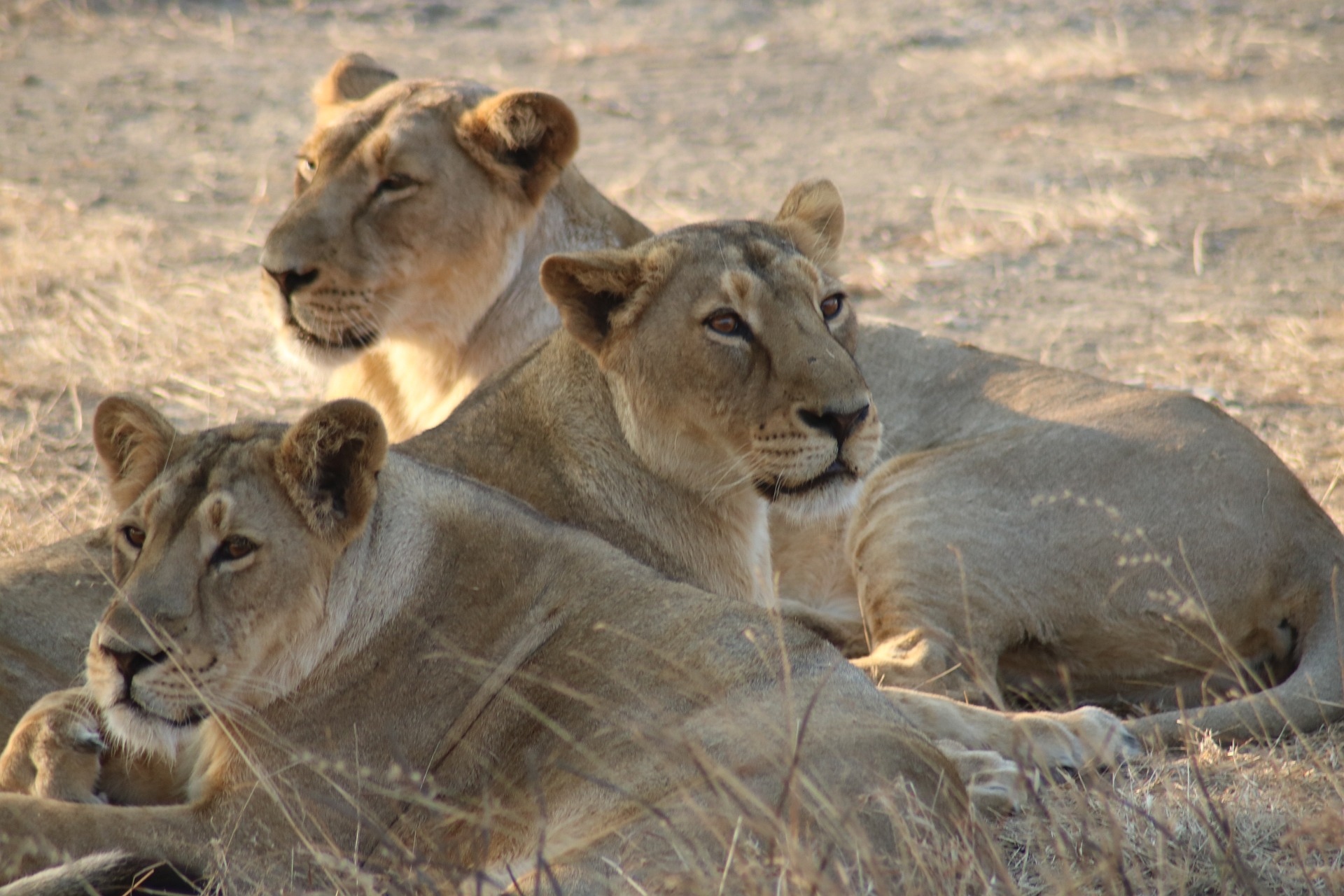 Roar of the Wild: Embark on a Thrilling Safari in Gir National Park - 3-Day Adventure